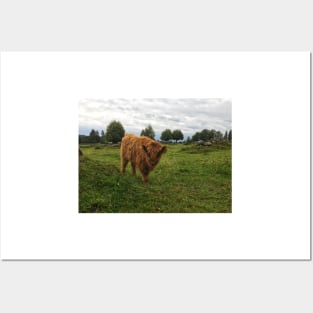 Scottish Highland Cattle Calf 1814 Posters and Art